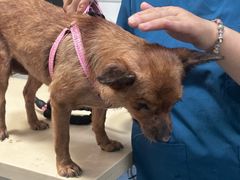 -仁普宠物诊所·中兽医·夜诊·狂犬免疫点(住友昌盛新苑店)