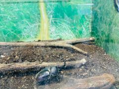 -上海大自然野生昆虫馆