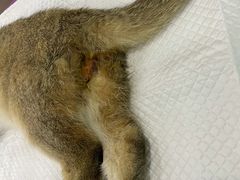 -爱侣宠医·鹦鹉专科·小型哺乳类·异宠专科(灵石路店)