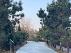 -日照海滨国家森林公园