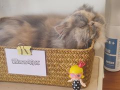 -有猫主题·治愈系猫咖(曾厝垵店)