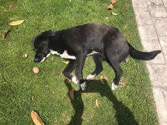 -上海中医药大学-食堂