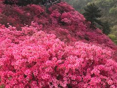 -木兰云雾山