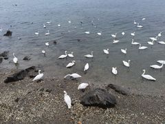 -烟墩角天鹅湖