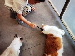 -飞行喵MR PILOT|猫舍·猫咖(静安大融城店)