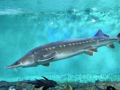 -太平洋海底世界