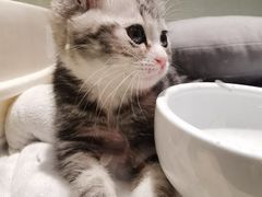 -momokira米努特·德文卷毛猫·棉花面纱犬