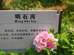 -洛阳市牡丹公园