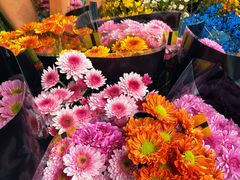 -曲阳花鸟市场(曲阳路店)