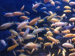 -多彩贵州城极地海洋世界