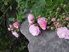 -广西大学(大学东路校区)