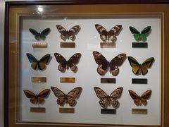 -上海昆虫博物馆