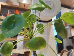 -Willing·Coffee&Brunch&Dinner(万达店)