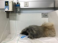 -北京观赏动物医院·24小时大型综合·猫专科·异宠专科