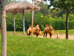 -北京野生动物园