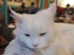 -猫小院猫主题咖啡厅(北锣店)