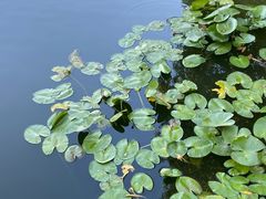 -西湖游船