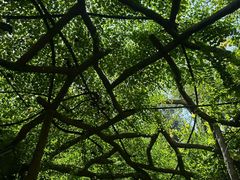 -广西壮族自治区药用植物园