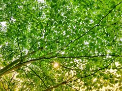 -桤木河湿地公园