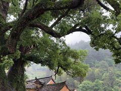 -杨家堂村