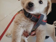 -乐派堂宠物医院·猫友好· 心脏科(东街店)