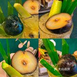 唐山·第一次喝冻梨🍐好好喝还送杯子[加油]