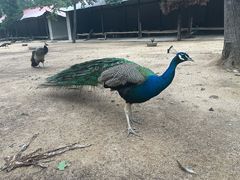 -秦皇岛野生动物园