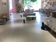 -藏猫猫咖啡主题馆(中央大道店)