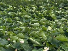 -七的湖·晚芳亭·阳澄湖农家菜·大闸蟹(莲花岛店)