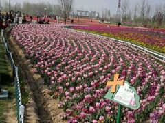 android_upload_pic-荷兰花海