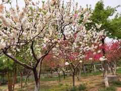 -石家庄市植物园