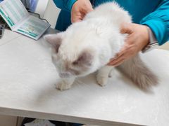 -中农国际动物医院24小时·猫科·骨科·急重症中心