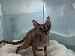-爱洗澡的猫(望京店)