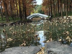 -大宁郁金香公园-停车场