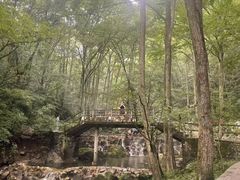 -牛背梁国家森林公园