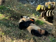 -都江堰中华大熊猫苑