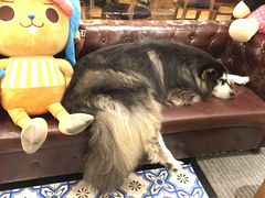 -more than meow吴止猫主题餐厅(承德 中船汇店)