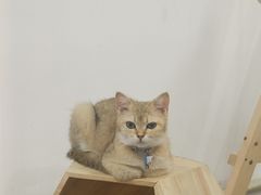 -楼上猫咖(罗湖店)