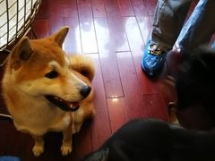 -喜柴咖啡·柴犬狗咖