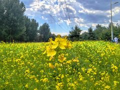 -长白岛森林公园