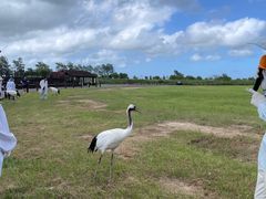 -盐城丹顶鹤湿地生态旅游区