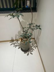 -WENDY·温迪皮肤管理