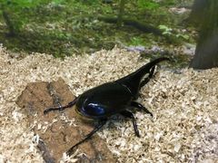 -上海大自然野生昆虫馆(东方明珠·爬宠昆虫探索中心)
