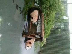android_upload_pic-绿野餐厅(上海动物园店)