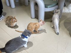 -藏猫猫咖啡主题馆(中央大道店)