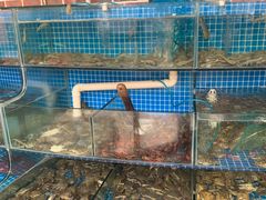 水产区-蟹谢蒸鲜自助餐厅