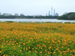 -海珠湖公园