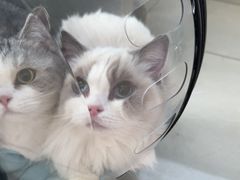 -北京观赏动物医院·24小时大型综合·猫专科·异宠专科