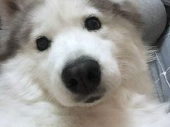 -马邦子·紫苏烤鱼(恒隆广场店)