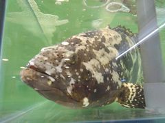 -兴旺海鲜砂煲王